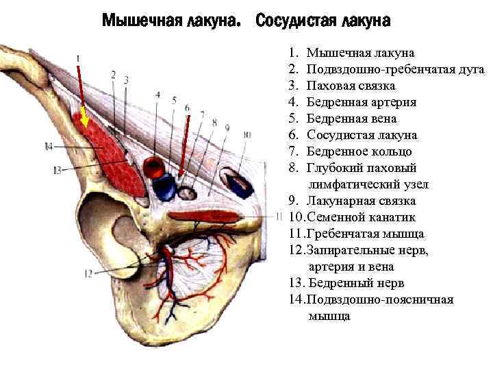 Мышечная лакуна. Сосудистая лакуна 1. 2. 3. 4. 5. 6. 7. 8. Мышечная лакуна