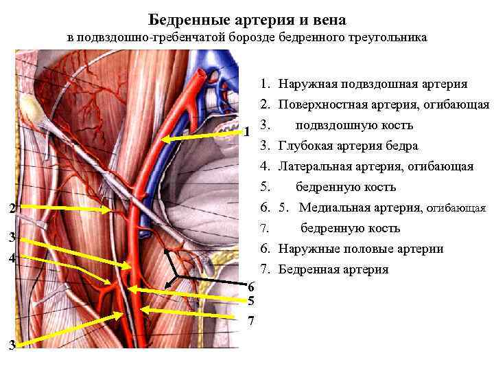 Бедренные артерия и вена в подвздошно-гребенчатой борозде бедренного треугольника 2 1. 2. 1 3.