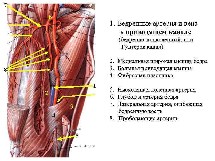 7 6 1. Бедренные артерия и вена в приводящем канале (бедренно-подколенный, или Гунтеров канал)