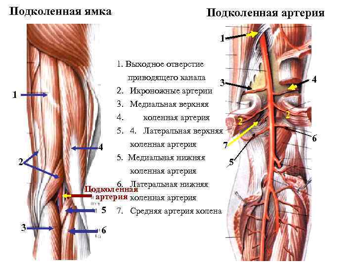 Подколенная ямка Подколенная артерия 1 1. Выходное отверстие приводящего канала 3 2. Икроножные артерии