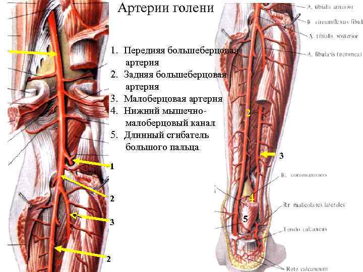 Артерии голени 1. Передняя большеберцовая артерия 2. Задняя большеберцовая артерия 3. Малоберцовая артерия 4.