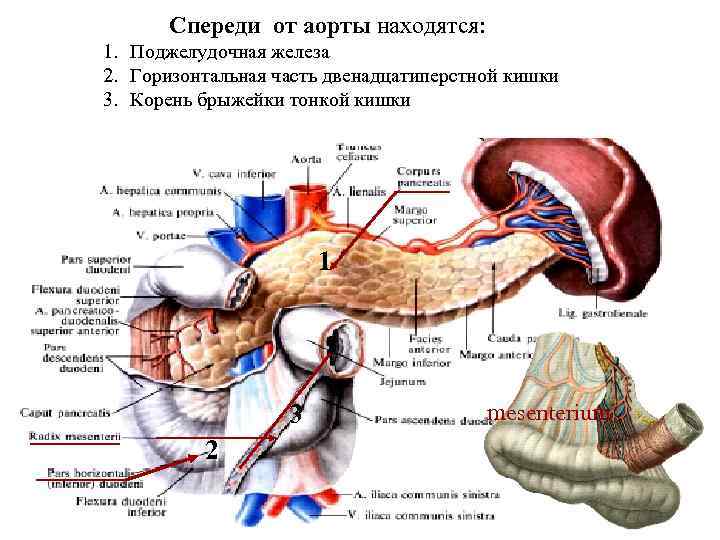 Брыжейка тонкой кишки где находится у человека фото