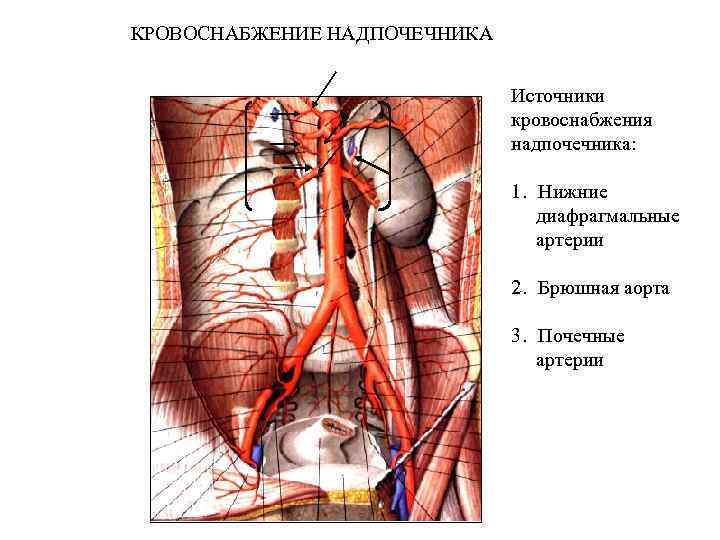 Брюшная артерия. Диссертация Пирогова перевязка брюшной аорты. Кровоснабжение диафрагмы схема. Кровоснабжение надпочечников. Источники кровоснабжения надпочечников.