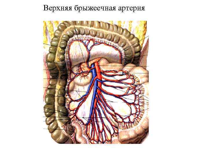 Верхняя брыжеечная артерия