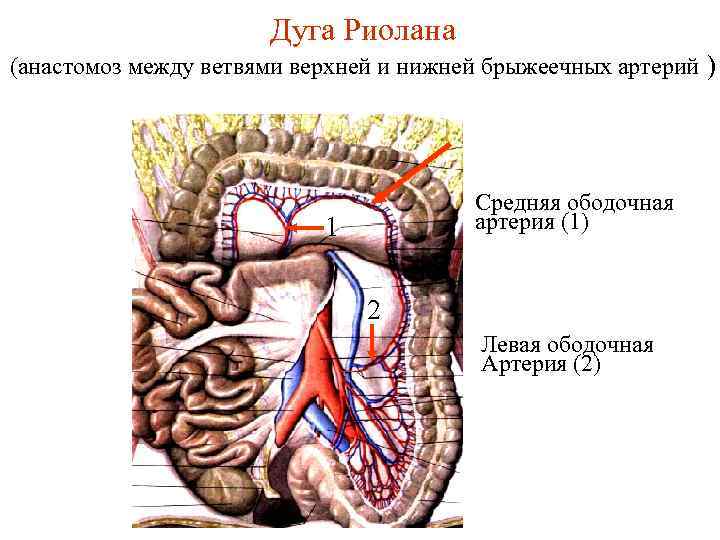 Ветви верхней брыжеечной артерии