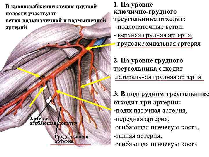 По схеме кренлейна брюсовой основной ствол средней менингеальной артерии проецируется на пересечении