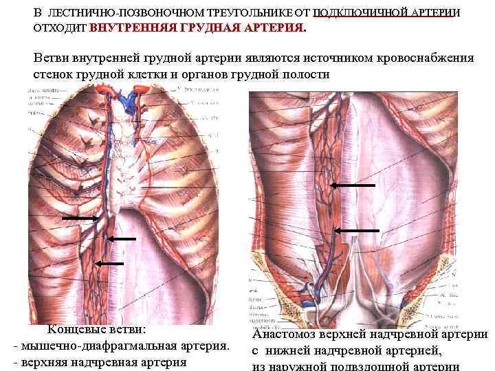 Ветви внутренней грудной артерии