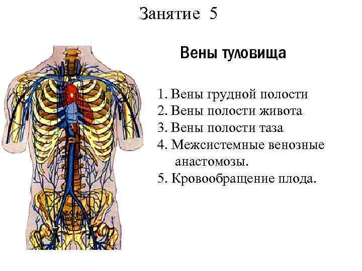 Вены грудной полости схема