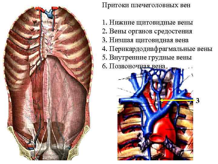 Фото верхняя полая вена