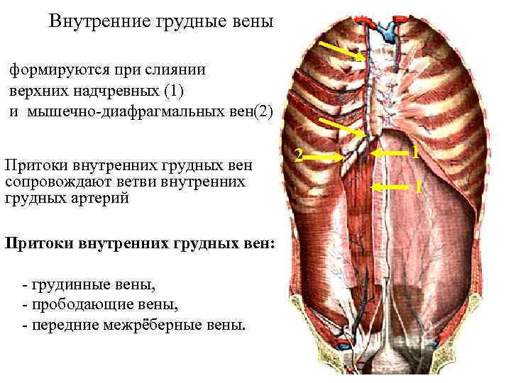 Нижняя надчревная вена