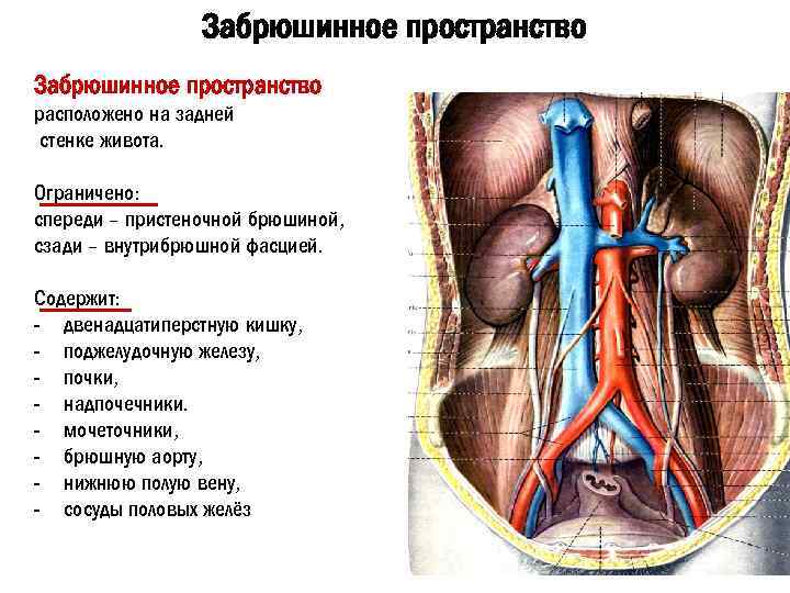 Забрюшинное пространство расположено на задней стенке живота. Ограничено: спереди – пристеночной брюшиной, сзади –