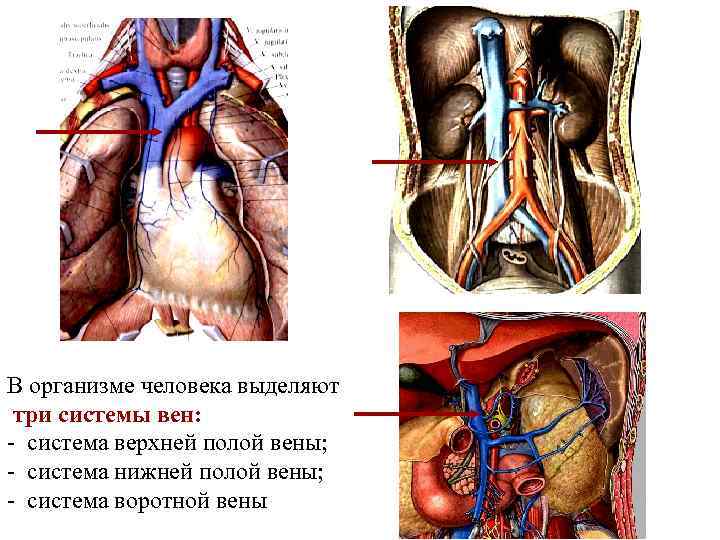 В организме человека выделяют три системы вен: - система верхней полой вены; - система