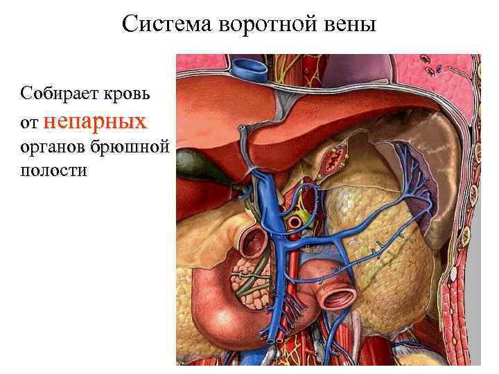 Система воротной вены Собирает кровь от непарных органов брюшной полости 