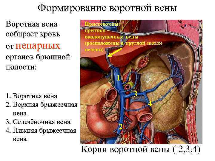 Формирование воротной вены Воротная вена собирает кровь от непарных органов брюшной полости: Пристеночные притоки