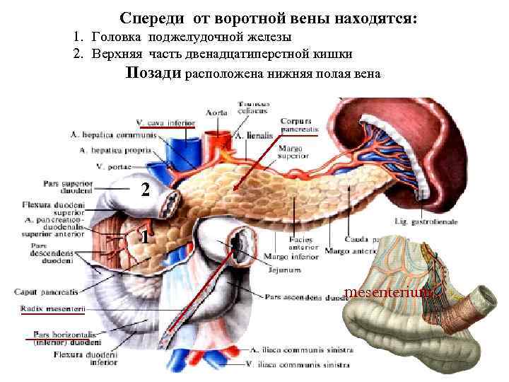 Спереди от воротной вены находятся: 1. Головка поджелудочной железы 2. Верхняя часть двенадцатиперстной кишки