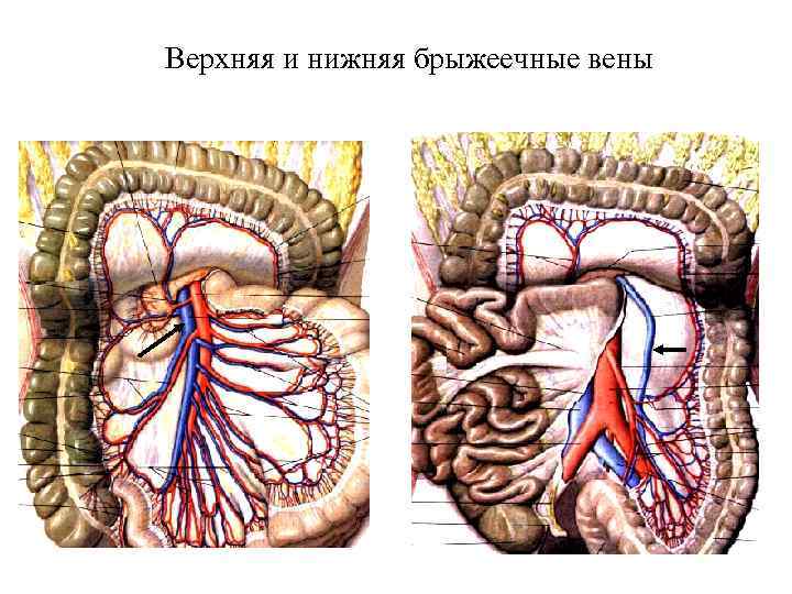 Где находится периферическая вена у человека фото