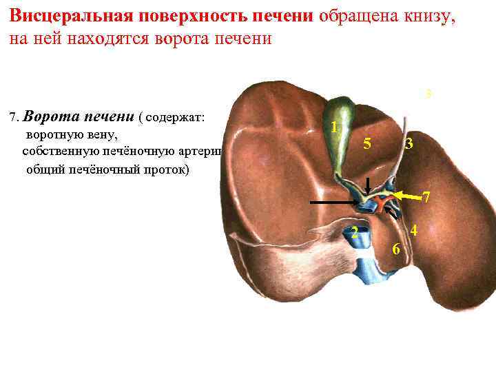 Висцеральная поверхность печени обращена книзу, на ней находятся ворота печени 3 7. Ворота печени