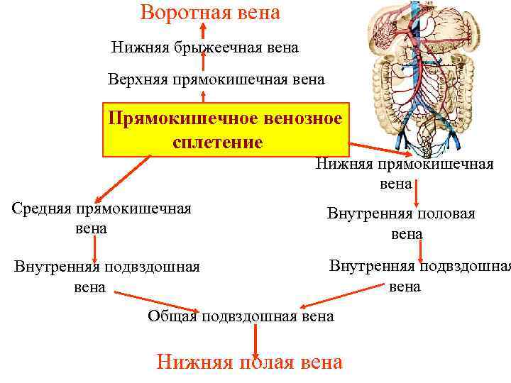 Половая вена