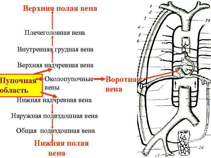 Нижние полые вены схема