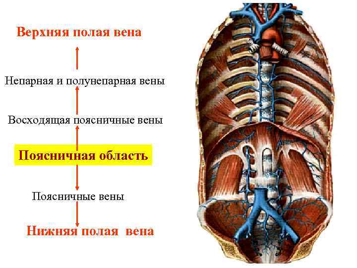 Правая полая вена