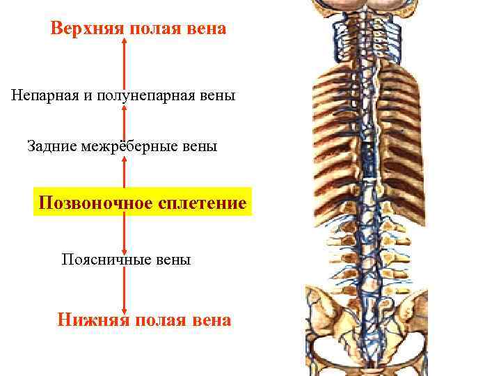 Верхняя полая вена Непарная и полунепарная вены Задние межрёберные вены Позвоночное сплетение Поясничные вены