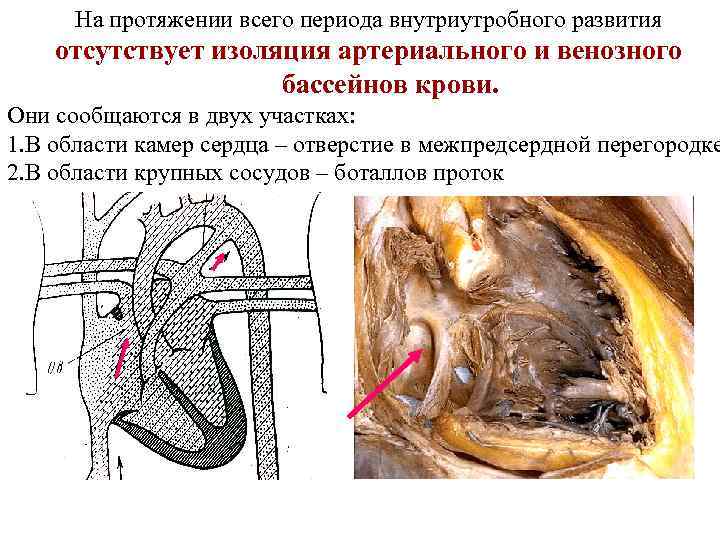 На протяжении всего периода внутриутробного развития отсутствует изоляция артериального и венозного бассейнов крови. Они