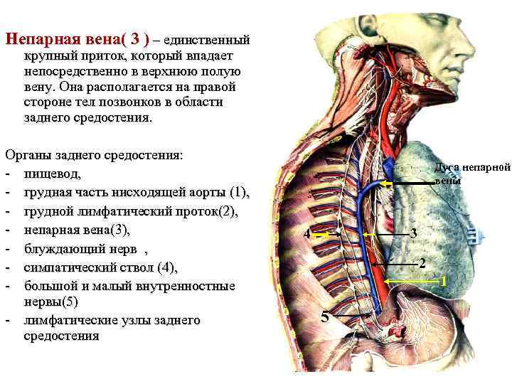 Непарная вена( 3 ) – единственный крупный приток, который впадает непосредственно в верхнюю полую