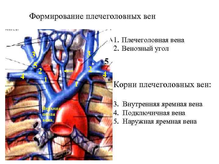 Формирование плечеголовных вен 3 5 4 3 2 2 1 Верхняя полая вена 1