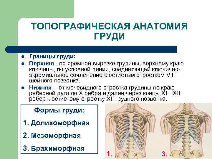 ТОПОГРАФИЧЕСКАЯ АНАТОМИЯ ГРУДИ l l l Границы груди: Верхняя - по яремной вырезке грудины,