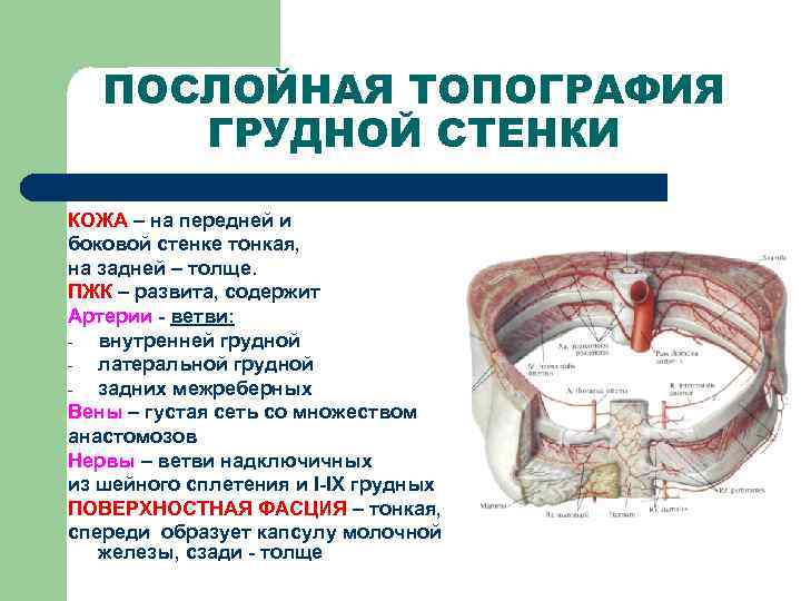 ПОСЛОЙНАЯ ТОПОГРАФИЯ ГРУДНОЙ СТЕНКИ КОЖА – на передней и боковой стенке тонкая, на задней