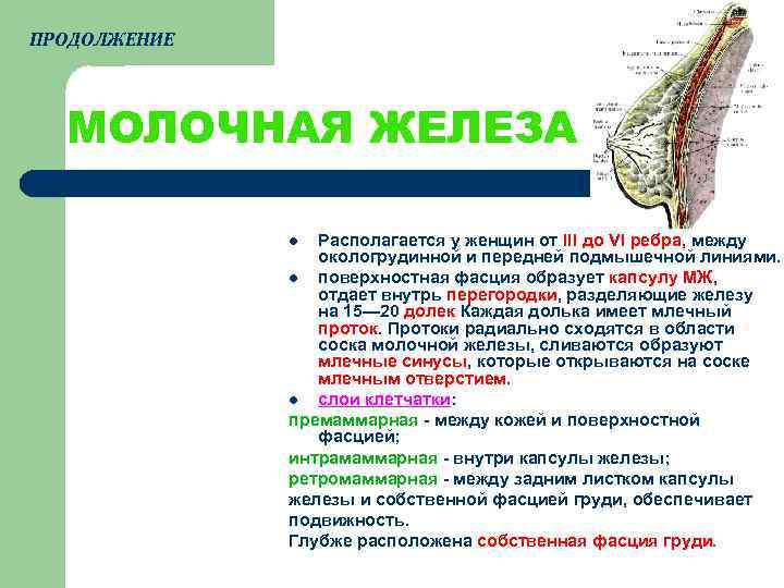 Образует железы. Фасциальная капсула молочной железы. Молочные железы анатомия топография. Строение молочной железы анатомия и топография. Топографическое строение молочной железы.