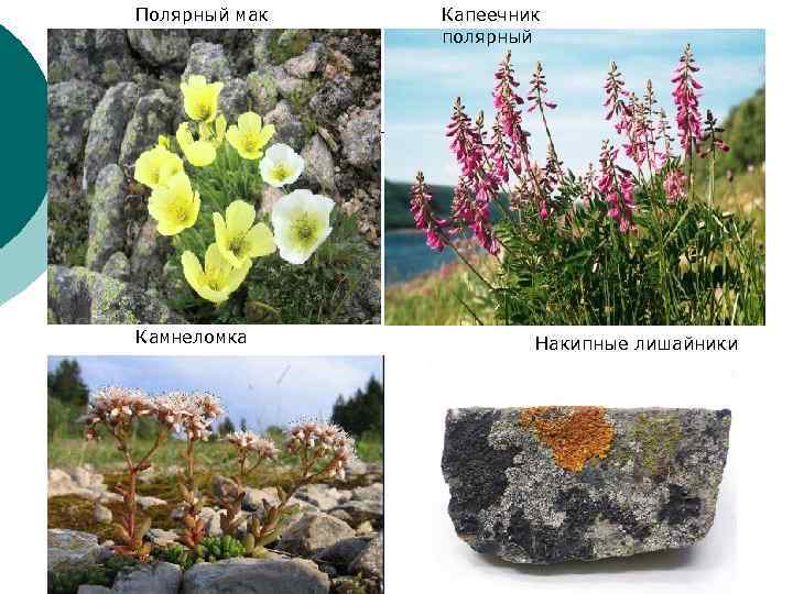 Полярный мак Камнеломка Капеечник полярный Накипные лишайники 