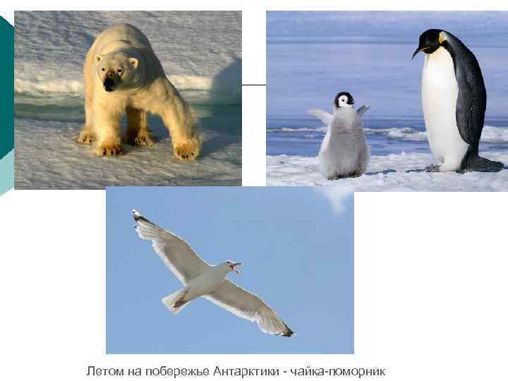 Летом на побережье Антарктики - чайка-поморник 