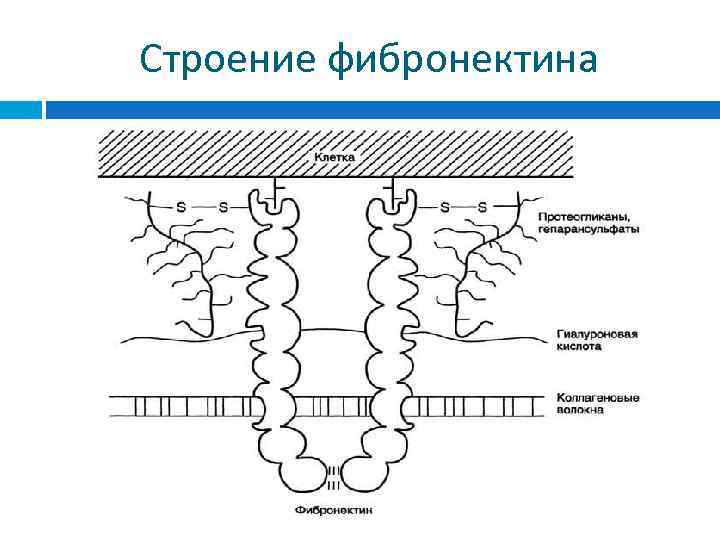 Межклеточная кооперация схема