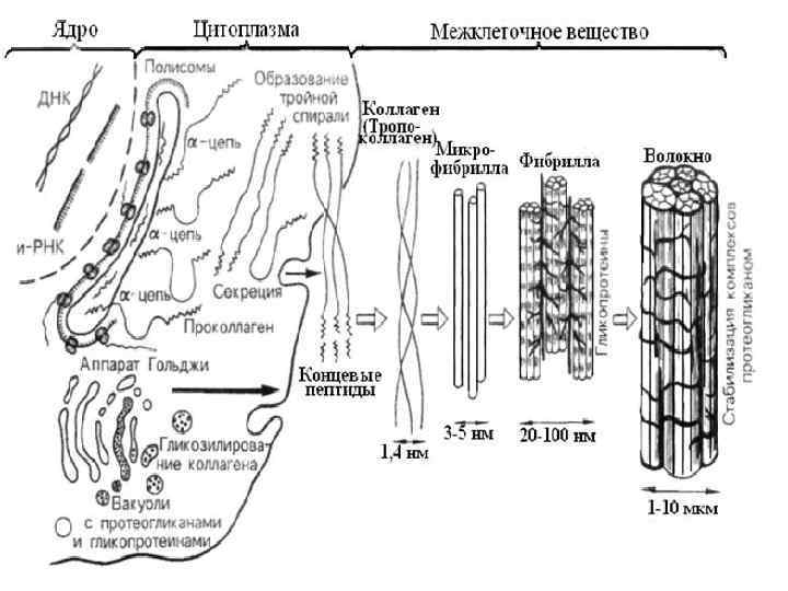 Межклеточный матрикс