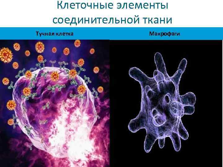 Схема межклеточной кооперации