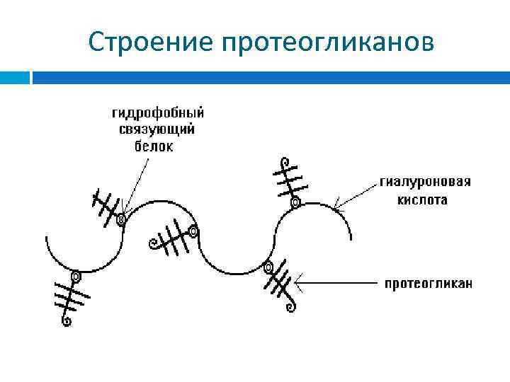 Синтез протеогликанов схема