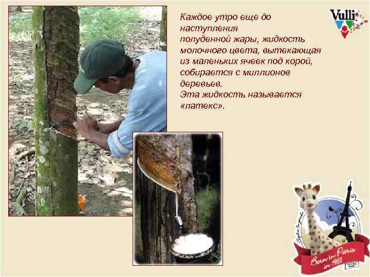 Каждое утро еще до наступления полуденной жары, жидкость молочного цвета, вытекающая из маленьких ячеек