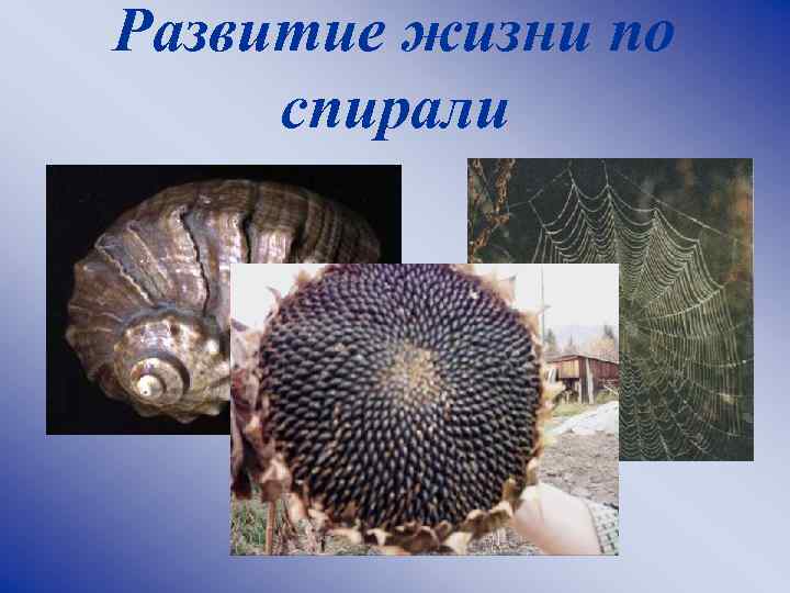 Развитие жизни по спирали 