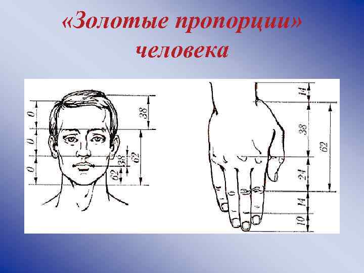 Золотое сечение в искусстве презентация