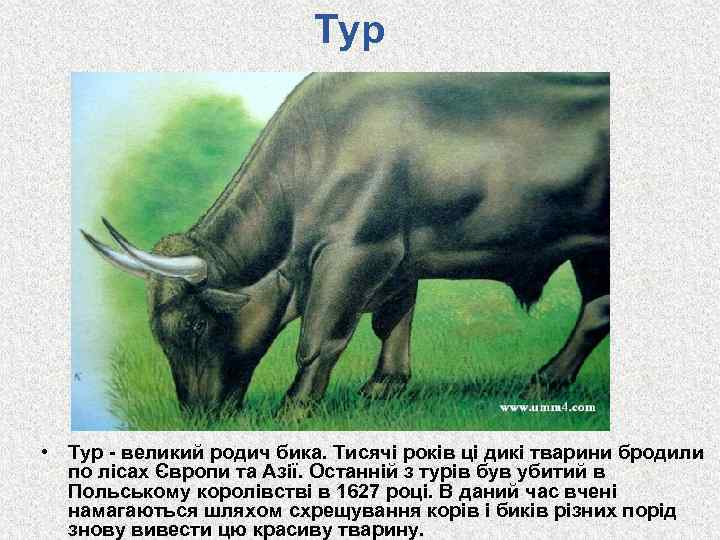 Тур • Тур - великий родич бика. Тисячі років ці дикі тварини бродили по
