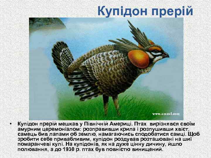 Купідон прерій • Купідон прерій мешкав у Північній Америці. Птах вирізнявся своїм амурним церемоніалом: