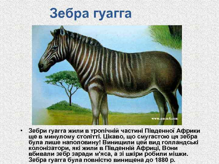 Зебра гуагга • Зебри гуагга жили в тропічній частині Південної Африки ще в минулому