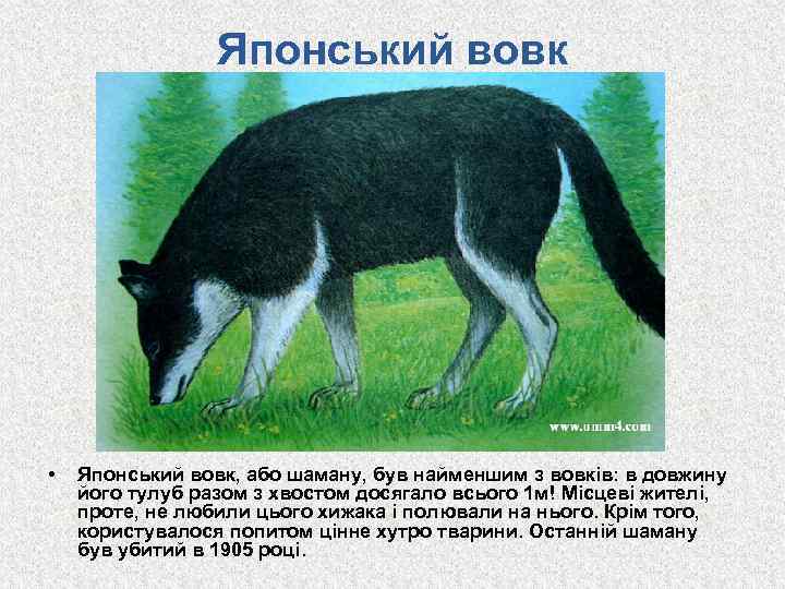 Японський вовк • Японський вовк, або шаману, був найменшим з вовків: в довжину його