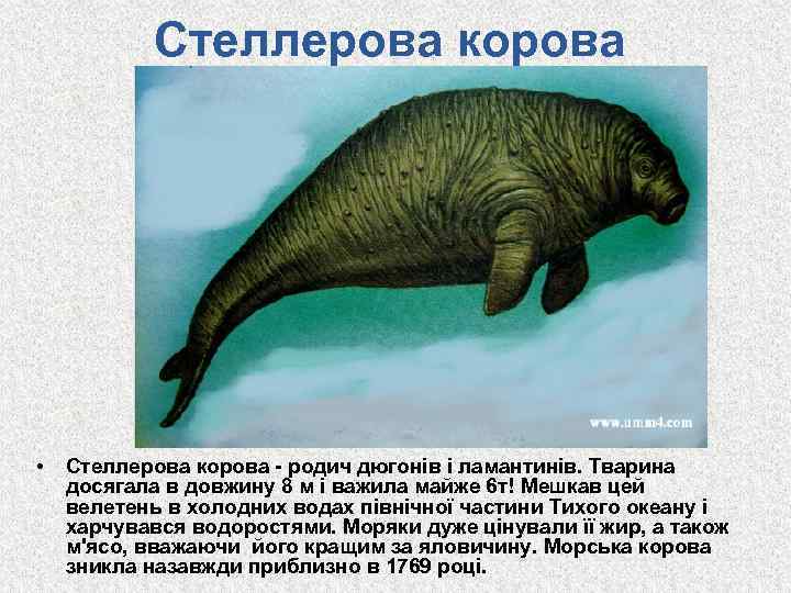 Стеллерова корова • Стеллерова корова - родич дюгонів і ламантинів. Тварина досягала в довжину