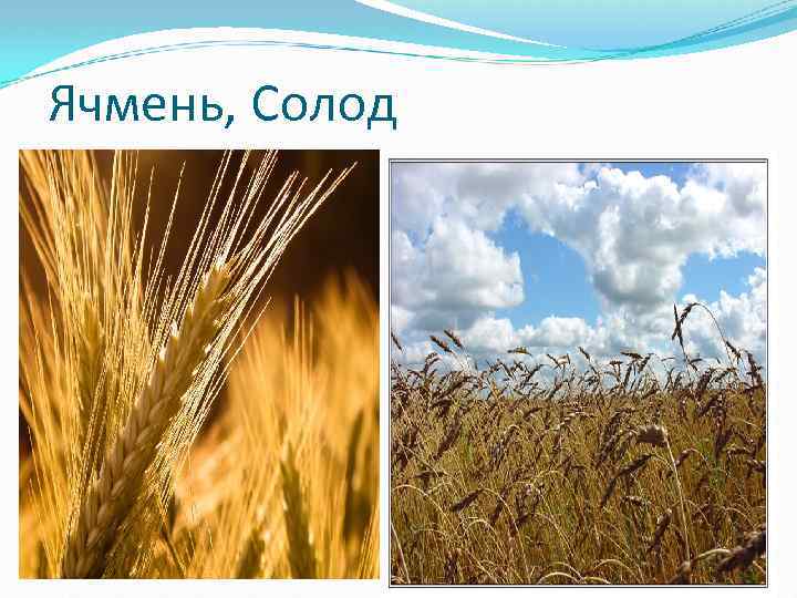 Ячмень, Солод 