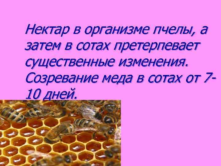 Нектар в организме пчелы, а затем в сотах претерпевает существенные изменения. Созревание меда в