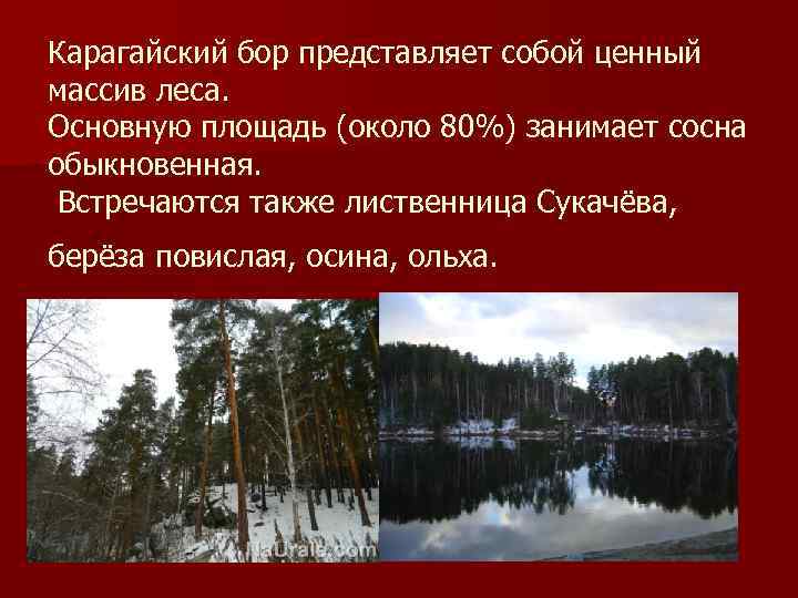 Карагайский бор представляет собой ценный массив леса. Основную площадь (около 80%) занимает сосна обыкновенная.