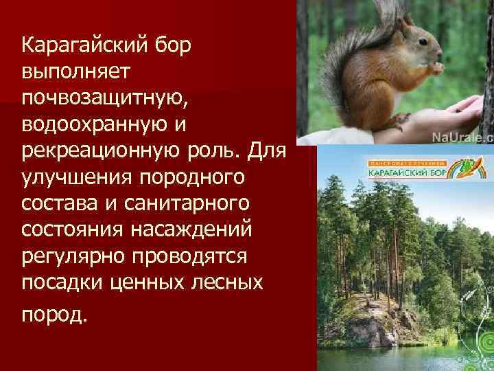 Карагайский бор выполняет почвозащитную, водоохранную и рекреационную роль. Для улучшения породного состава и санитарного