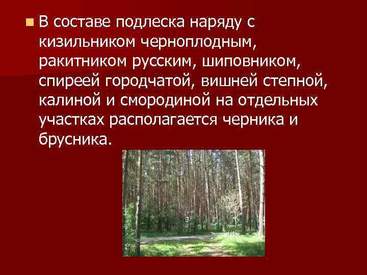 n. В составе подлеска наряду с кизильником черноплодным, ракитником русским, шиповником, спиреей городчатой, вишней